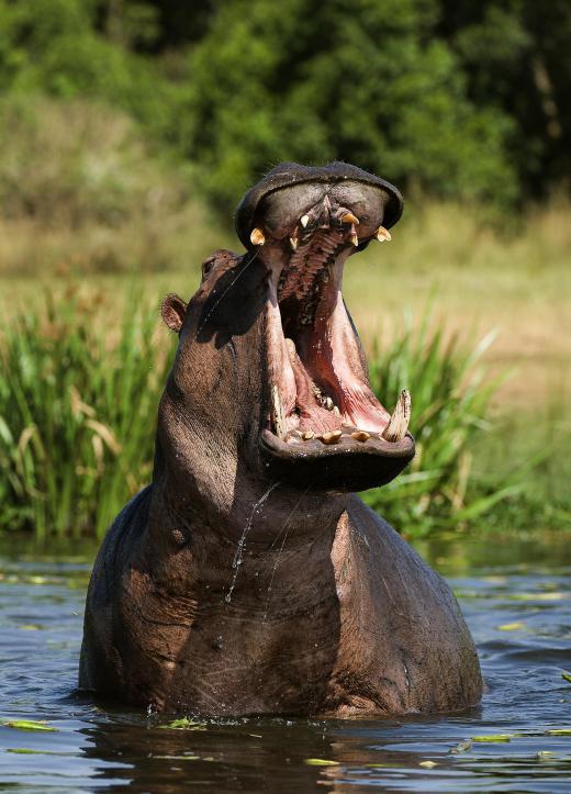 Modern netsuke carvers use hippopotamus teeth as a substitute for ivory.